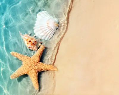 Starfish and seashell on the summer beach in sea water. Summer background. Summer time.
