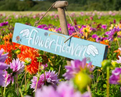 Dahlienfestival in Holland – Bild 2