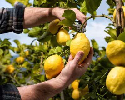 Close-up of the hands of the farmer who harvest the lemons in the citrus grove with scissors. Traditional agriculture.