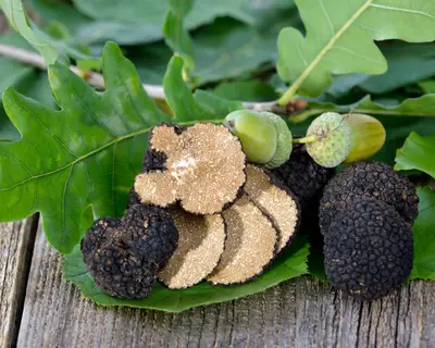 Herbstliche Toskana mit Trüffelfest – Bild 3