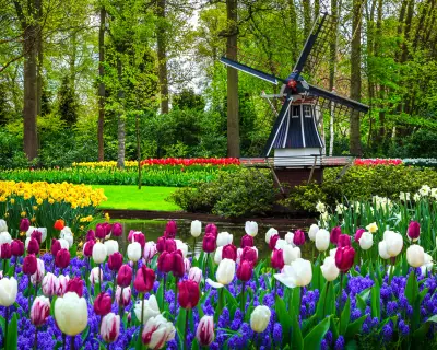 Stunning spring landscape, famous Keukenhof garden with colorful fresh tulips, flowers and Dutch windmill in background, Netherlands, Europe