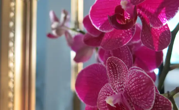 Currlin Orchideen und Rothenburg