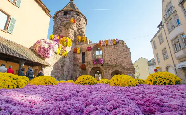 Die Chrysanthema in Lahr