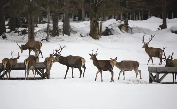 Pferdeschlittenfahrt in Schwangau mit Wildfütterung