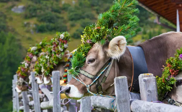 Almabtrieb auf der Gramai Alm am Achensee