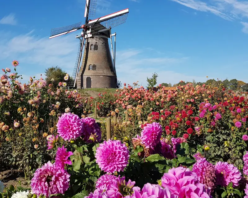 Dahlienfestival in Holland – Bild 3