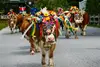 Almabtrieb in Reith im Alpbachtal